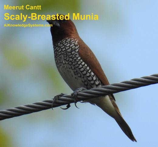 Scaly Breasted Munia (7) Coming Soon